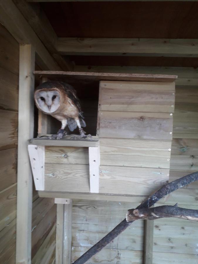 Ruby Shepherds Hut Sleeps 4 Rhayader Extérieur photo